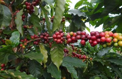 Safra de caf em Minas Gerais deve ter reduo de 38,1% 