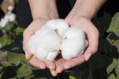 Minas Gerais deve produzir 113,1 mil toneladas de algodo na safra 2021/2022