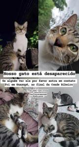 Famlia procura por gato desaparecido em Guaxup