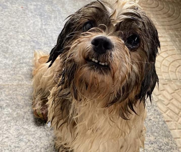 C�ozinho aparentemente perdido � abrigado temporariamente e benfeitores aguardam os donos para resgat�-lo