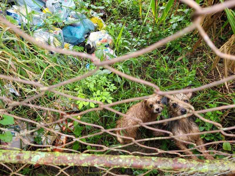 Pol�cia Civil apura maus tratos a animais e realiza pris�o em flagrante