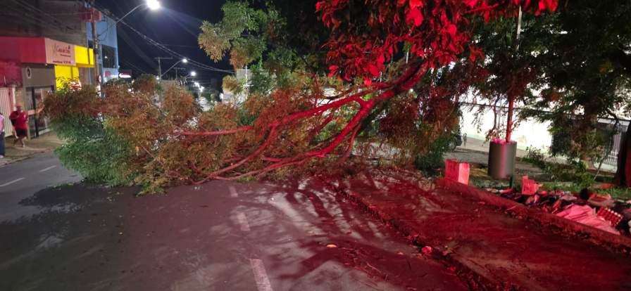 Bombeiros realizam corte emergencial de �rvore e liberam via em Alfenas