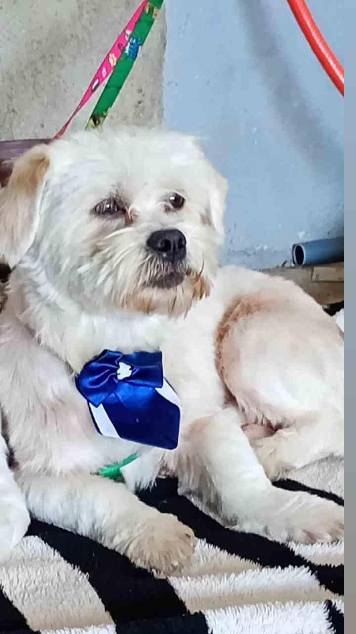 Moradores do Jardim Bela Vista procuram por seu cachorro de estima��o desaparecido