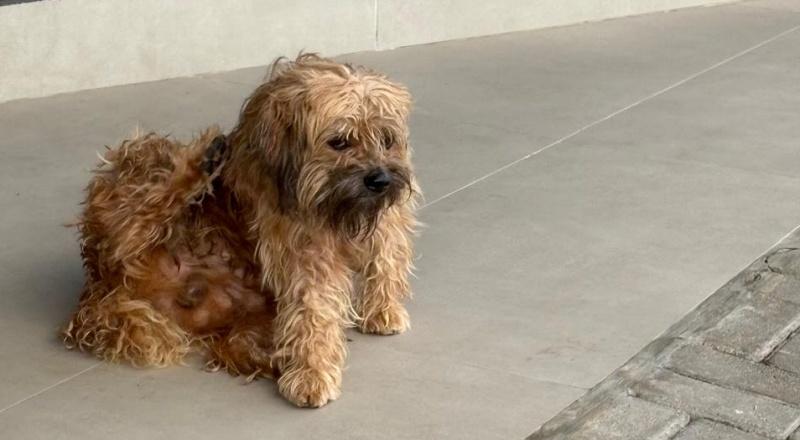 Cachorrinho parece estar perdido pr�ximo ao Cine 14 Bis