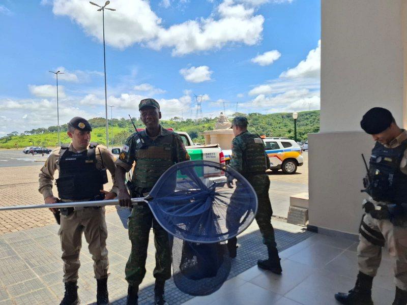 Jaguatirica � resgatada dentro de santu�rio em C�ssia