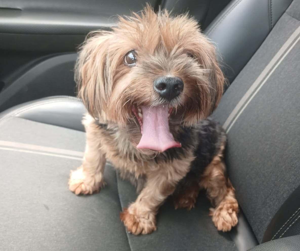 Fam�lia de Guaxup� resgata cachorrinha de estima��o e procura pelos donos