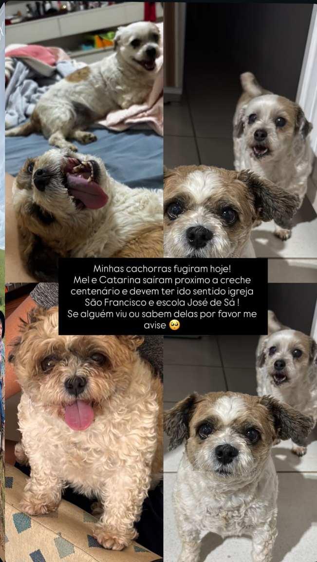 Fam�lia de Guaxup� oferece recompensa a quem lhes entregar cachorrinhas desaparecidas 