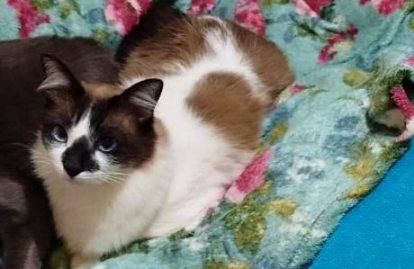 Propriet�rios do gatinho 