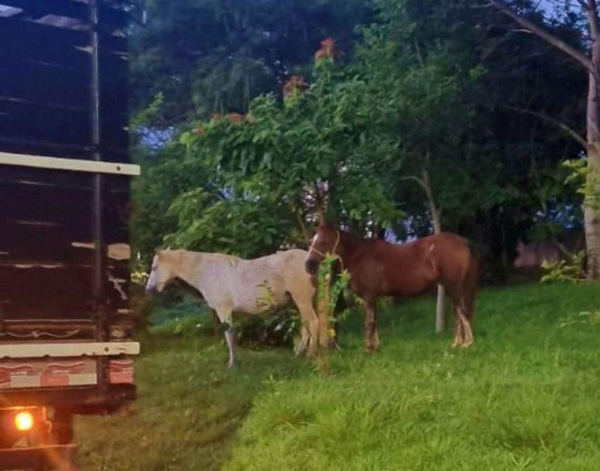 Guardas municipais capturam mais dois cavalos no mesmo local onde motorista colidiu com equinos quarta-feira