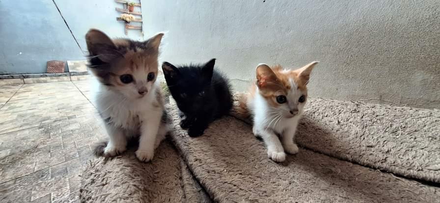 Lindos gatinhos dispon�veis para doa��o em Guaxup� 