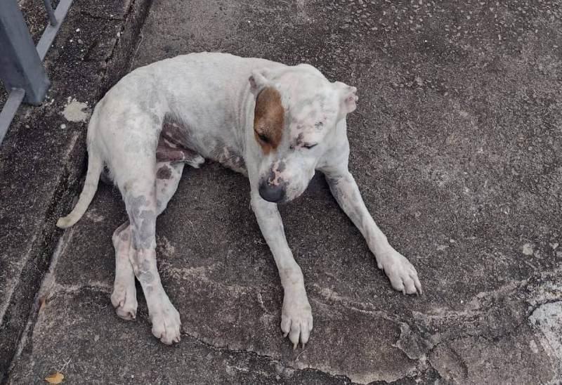 Moradores do Jardim Nova Guaxup� procuram pelos donos de pitbull que apareceu no bairro neste domingo