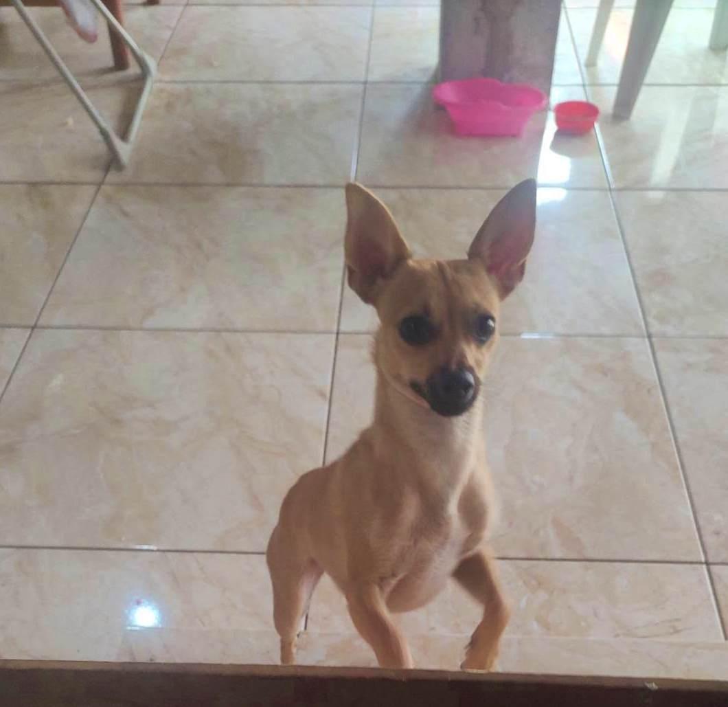 Aten��o para an�ncio sobre cachorrinha desaparecida no Jardim Planalto