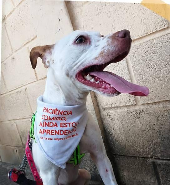 Fam�lia procura por cadela desaparecida e pede ajuda � popula��o de Guaxup�