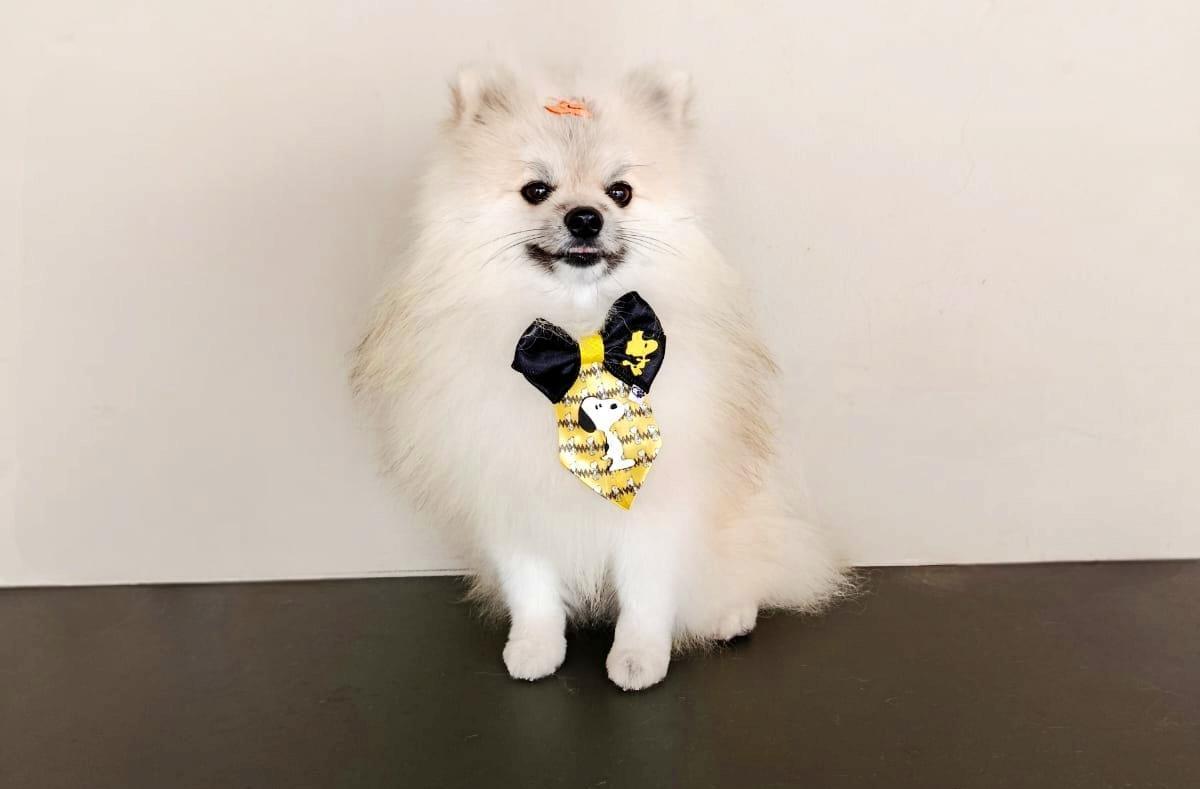 Ajude uma fam�lia do Planalto a recuperar seu cachorrinho perdido 