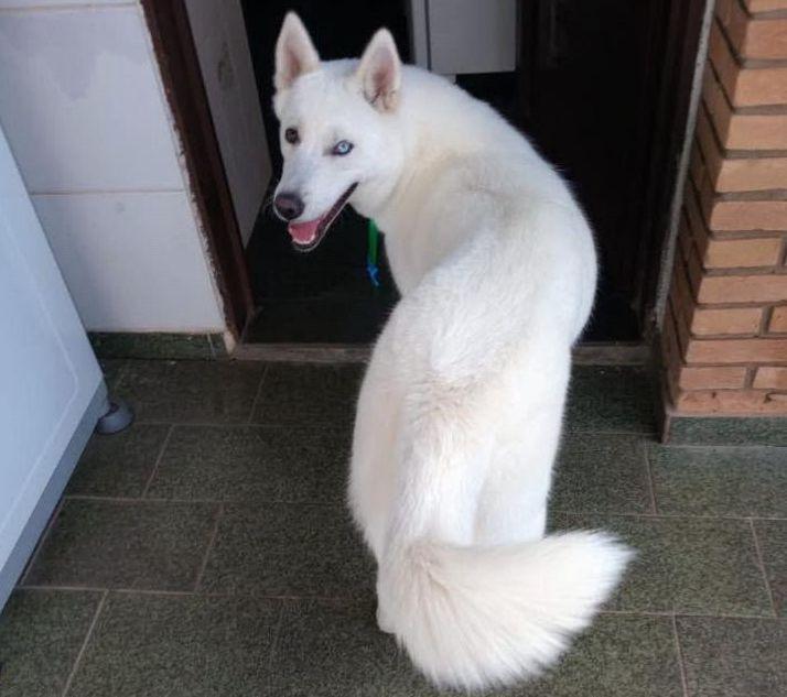 Fam�lia do Parque dos Munic�pios pede ajuda para recuperar seu cachorro desaparecido 
