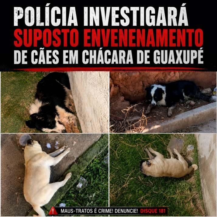 Pol�cia investigar� suposto envenenamento de c�es em ch�cara de Guaxup� 