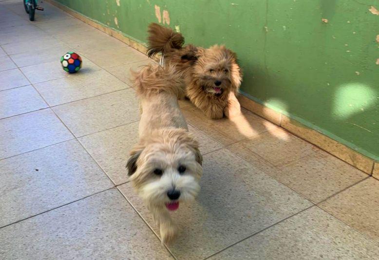 EM GUAXUP�: Esses lindos c�ezinhos aguardam algu�m adot�-los 