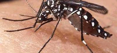Guaxup  classificado como municpio de mdio risco para infestao do mosquito Aedes aegypti