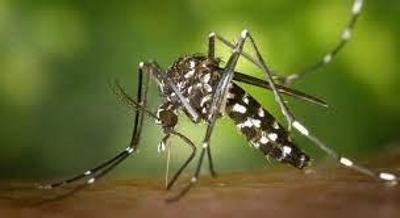 Encontrados, em Guaxupé, mais de 700 focos do Aedes aegypti, com quase 100 casos de dengue desde janeiro