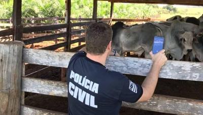 Sitiante tem gado abatido clandestinamente e carne furtada no Sul de Minas