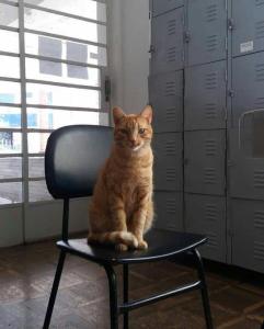  Polêmica do gato Lelo, retirado da Biblioteca de Guaxupé, já dura nove dias