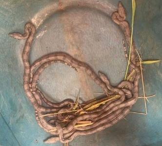 Bombeiros recolhem filhotes de jiboia encontradas por crianas em Guaxup
