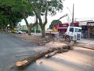Prefeitura, Bombeiros e DIMUTRAN retiram rvores condenadas na Grande Avenida 