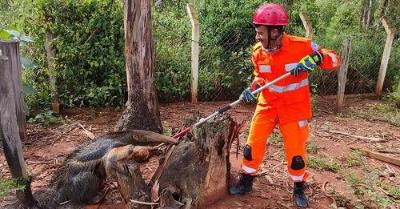 Bombeiros resgatam tamandu-bandeira em propriedade rural do Sudoeste mineiro
