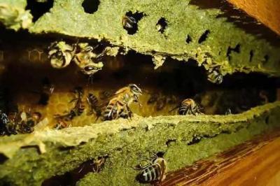 Uso indiscriminado de agrotxicos estaria provocando morte de abelhas 