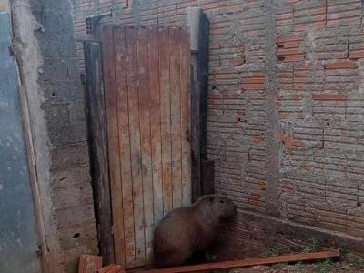 Bombeiros de Defesa Civil resgatam capivara na zona urbana de Guaransia