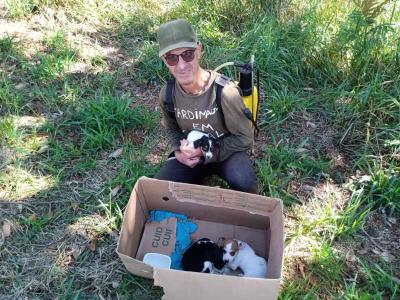 Filhotes de ces so abandonados no Residencial Fazenda Planalto; dois j foram adotados