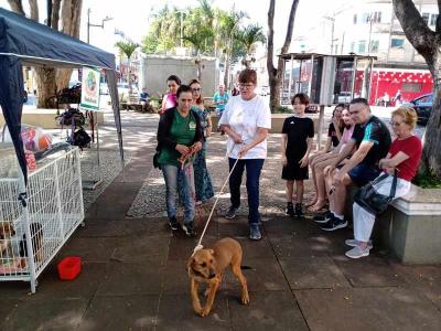 Quer adotar um animalzinho de estimao? Chame a ONG Onda Verde, em Guaxup