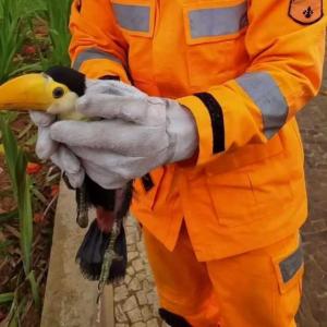 Bombeiros batem recorde em resgate de animais silvestres e domsticos na cidade de Guaxup