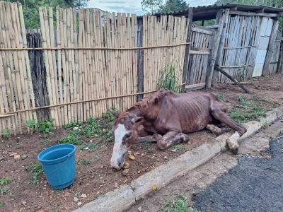 Cavalo doente agoniza na Vila Progresso e proprietria pede ajuda para salvar sua vida