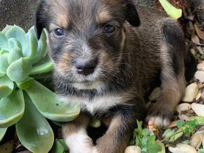 EM GUAXUP: Esses lindos filhotes caninos podem ser seus