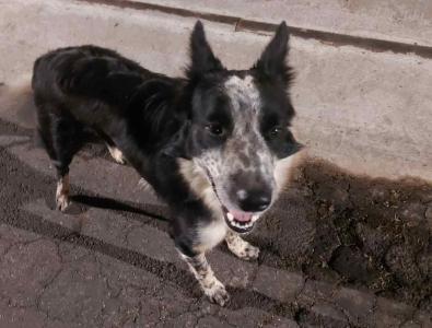 ATENO: Cachorra perdida no Bairro Catetos