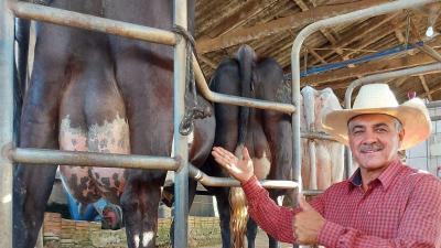 Animais do Programa Mais Gentica participam do Mega Leite 2024