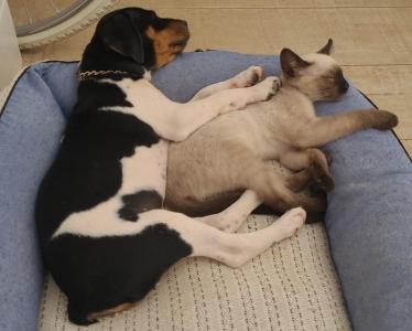 Famlia do Bairro Pinheiros procura por seu cachorrinho desaparecido