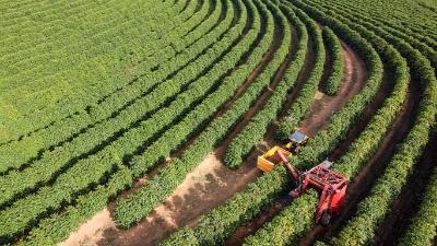 Cooxup orienta sobre exigncias e cumprimento da legislao durante a colheita