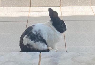 Ajude o coelhinho 