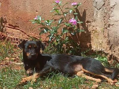 Proprietrios da cachorrinha 