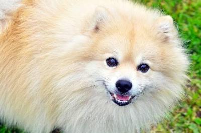 Famlia do Bairro Tomateiros procura pela cachorrinha 
