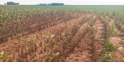 Produtor afetado pela seca em Minas poder renegociar dvidas