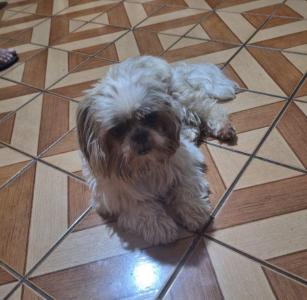 AJUDE: Casal de cachorrinhos fugiu do Parque dos Municpios I