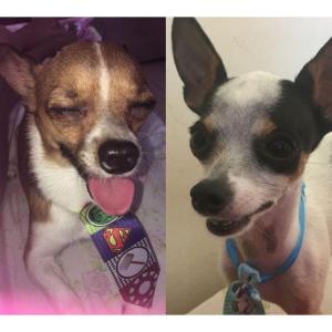 Famlia do Jardim Novo Horizonte pede ajuda para reencontrar cezinhos pinscher desaparecidos