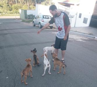Abandono de quatro filhotes caninos no Jardim Limoeiro, em Guaxup
