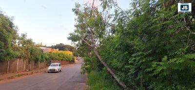 CUIDADO: rvore apoiada apenas pela fiao eltrica na Rua Ismael Pereira Barros