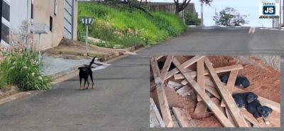 Moradores denunciam abandono de cadela com vrios filhotes em Guaxup