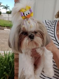 Cachorrinha perdida na Nova Guaxup aguarda pelo dono