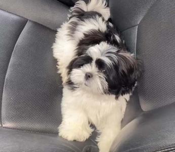 Famlia procura desesperadamente cachorrinha que desapareceu da Vila Conceio